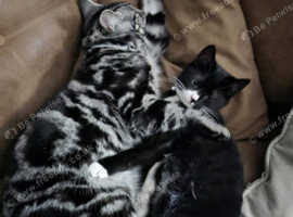 £100 for 2 cats American shorthair & black and white both 1 years old