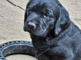 Top quality labrador puppies