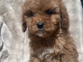 F1 health tested cavapoo pups