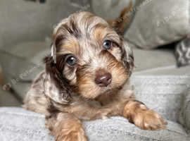 TOY SHOW TYPE COCKAPOO PUPPIES