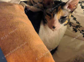 Sweethearted Cornish Rex Cat