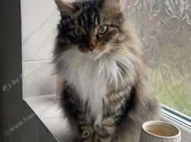 Looking to rehome two cats, sisters