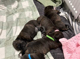 Staffy x Dachshund Puppies for sale