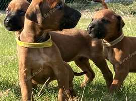 Pedigree Rphodesian Ridgeback puppies for Sale