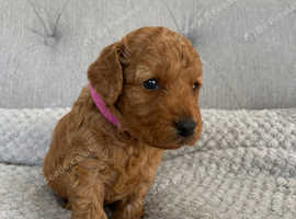 Miniature Labradoodle F1BB