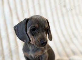 LAST 2 BOYS Smooth coat Blue and tan Mini Dachshunds pups