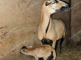 5 Cameroon sheep ewe lambs