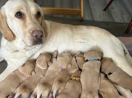 Pedigree labrador puppy store price