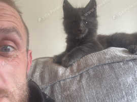Pure bred Maine coons for Sale ready to leave now