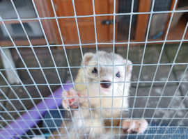 Ferrets looking for new homes