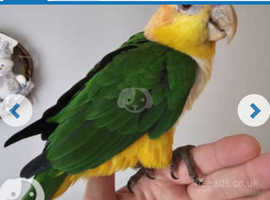 1 year old male caique.