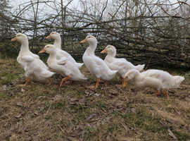 Aylesbury Ducklings