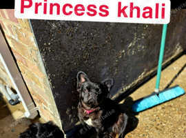 Khali female full fluffy 1 year old