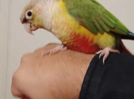 Hand Reared/Hand Tame/Silly Tame Pineapple Cinnamon Conure