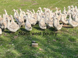 Cherry valley females 12 months old