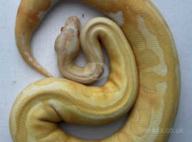Albino piebald ball python/ royal python pied
