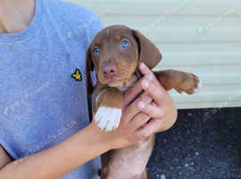 Minature Dachshunds for sale