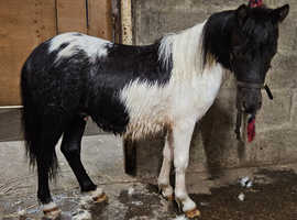 Miniature Shetland