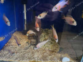 Malawi cichlids for sale