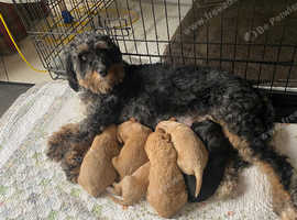 Toy Bernedoodles