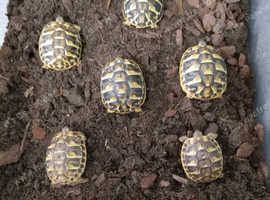 Baby Herman's Tortoises in Glasgow G72 on Freeads Classifieds ...