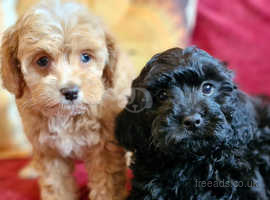Adorable  F1b multicolour cavapoo pups. health tested parents