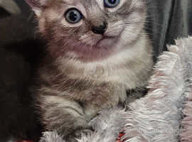 Chinchilla silver Tip Persian X kitten