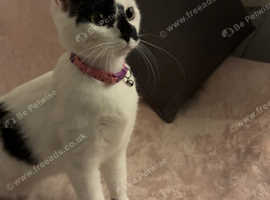 Domestic shorthair for sale