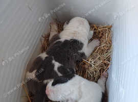 2 weeks old American bully Not XL