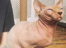 Canadian sphynx for stud, TICA,extensively tested.