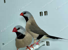 Beautiful Hecks Grass Finches for sale