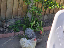 2 x Pekin Bantam hens