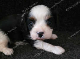 Beautiful Cavalier Puppy