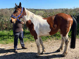 Skewbald Gelding - 3 years