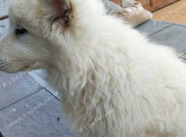 White Swiss shepherd