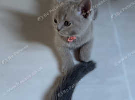 British shorthair