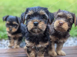 Yorkshire terrier puppies, ready today!