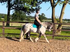 SUPER COMPETITION PONY