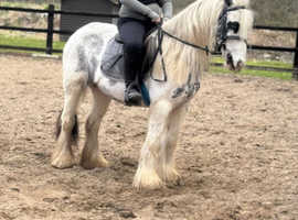 Blue white 13.1 /2 hh mare