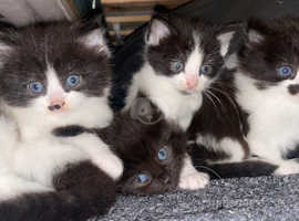 5 beautiful Rag doll X kittens