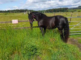 Beautiful fell mare