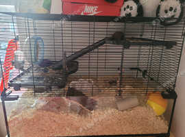 Hamster and cage for sale