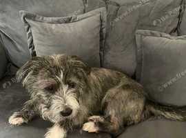 Meet Nayla - A Loyal, Loving Young Dog Looking for Her Forever Home