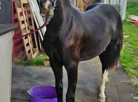 2 year old Section c gelding