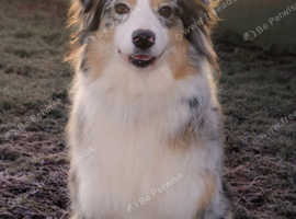 Beautiful Australian shepherd puppy