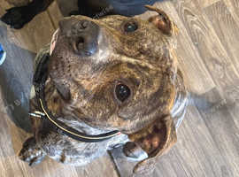 Male staffy