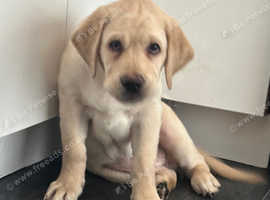 Labrador for sale sales newcastle