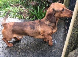 Long haired dapple dachshund outlet for sale near me