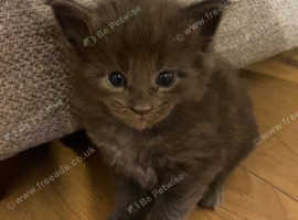 Beautiful full Maine coon babies