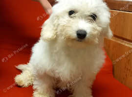 Poochon puppies boys & one girl all colours for sale